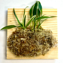 Load image into Gallery viewer, Dendrobium affine moniliforme, Necklace-Shaped Dendrobium, wood mounted - Orchid Gene