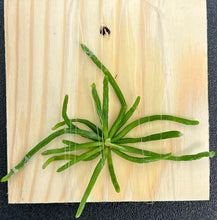 Load image into Gallery viewer, Chiloschista segawai, pale green or yellow flowers, Leafless Orchid - Orchid Gene