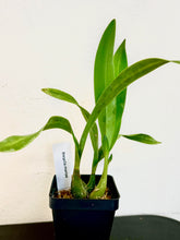 Load image into Gallery viewer, Encyclia mariae - Orchid Gene