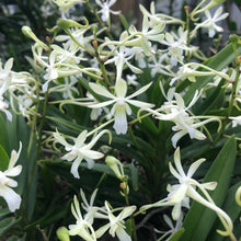 Load image into Gallery viewer, Flowering-size, Chrisnetia Green Light (Christensonia vietnamica x Neof. falcata) - Orchid Gene