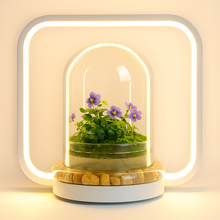 Load image into Gallery viewer, Zero-care plant terrarium displayed with the optional LED display light