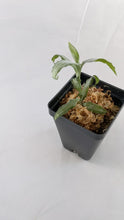 Load and play video in Gallery viewer, Aspidogyne Argentea (Silver Aspidogyne), Jewel Orchid, Silver Veins Leaf