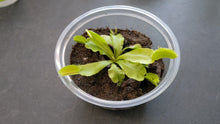 Load and play video in Gallery viewer, Carnivorous Plant Food, Designed for Venus Flytraps, Sundews and Pitcher Plants, 2.5oz