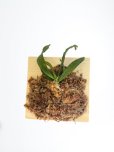 Load image into Gallery viewer, Mounted orchid: Aerangis biloba x sib,  Elegant Orchid with Fragrant White Star-Shaped Blooms - Orchid Gene