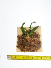 Load image into Gallery viewer, Mounted orchid: Aerangis biloba x sib,  Elegant Orchid with Fragrant White Star-Shaped Blooms - Orchid Gene