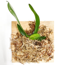 Load image into Gallery viewer, Aerangis Kotschyana (Kotschy's Aerangis), Wood Mount - Orchid Gene