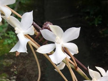 Load image into Gallery viewer, Aerangis Kotschyana (Kotschy's Aerangis), Wood Mount - Orchid Gene
