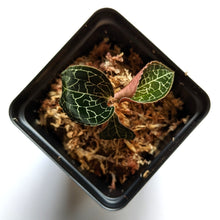 Load image into Gallery viewer, Anoectochilus Formosanus, Formosa Anoectochilus, Taiwan Jewel Orchid - Orchid Gene