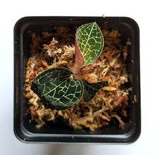 Load image into Gallery viewer, Anoectochilus Formosanus, Formosa Anoectochilus, Taiwan Jewel Orchid - Orchid Gene