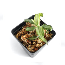 Load image into Gallery viewer, Aspidogyne Argentea (Silver Aspidogyne), Jewel Orchid, Silver Veins Leaf - Orchid Gene