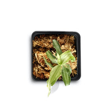 Load image into Gallery viewer, Aspidogyne Argentea (Silver Aspidogyne), Jewel Orchid, Silver Veins Leaf - Orchid Gene