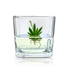 Load image into Gallery viewer, Orchid Bonsai, Psygmorchis Pusilla, Open Pot Design, Beautiful Glass Votive - Orchid Gene