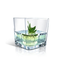 Load image into Gallery viewer, Orchid Bonsai, Psygmorchis Pusilla, Open Pot Design, Beautiful Glass Votive - Orchid Gene