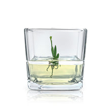 Load image into Gallery viewer, Orchid Bonsai, Psygmorchis Pusilla, Open Pot Design, Beautiful Glass Votive - Orchid Gene
