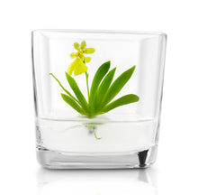 Load image into Gallery viewer, Orchid Bonsai, Psygmorchis Pusilla, Open Pot Design, Beautiful Glass Votive - Orchid Gene