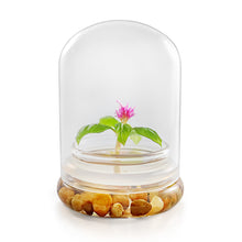 Load image into Gallery viewer, Live Celosia Terrarium, Cockscomb, Zero Care, Always Blooming, Great for Work and Home - Orchid Gene