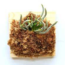 Load image into Gallery viewer, Chiloschista Lunifera, Moon Chiloschista, Leafless Orchid - Orchid Gene