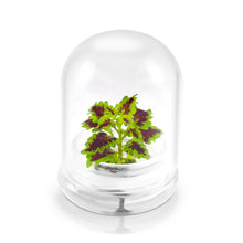 Load image into Gallery viewer, Coleus (Inky fingers), Floral Terrarium, Great Ornamental Live Plant - Orchid Gene