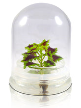 Load image into Gallery viewer, Coleus (Inky fingers), Floral Terrarium, Great Ornamental Live Plant - Orchid Gene