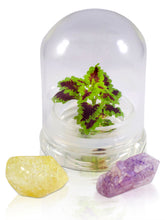 Load image into Gallery viewer, Coleus (Inky fingers), Floral Terrarium, Great Ornamental Live Plant - Orchid Gene