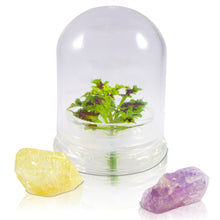 Load image into Gallery viewer, Coleus (Inky fingers), Floral Terrarium, Great Ornamental Live Plant - Orchid Gene