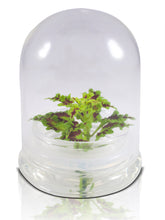 Load image into Gallery viewer, Coleus (Inky fingers), Floral Terrarium, Great Ornamental Live Plant - Orchid Gene