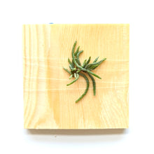Load image into Gallery viewer, Dendrophylax Lindenii, Ghost Orchid, White Frog Orchid, Palm Polly, Leafless - Orchid Gene