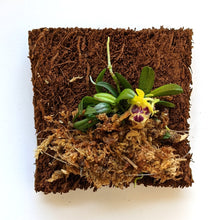 Load image into Gallery viewer, Haraella Retrocalla, Taiwan Fragrant Orchid (香蘭), Miniature Orchid, Easy to Grow - Orchid Gene