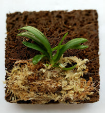 Load image into Gallery viewer, Haraella Retrocalla, Taiwan Fragrant Orchid (香蘭), Miniature Orchid, Easy to Grow - Orchid Gene