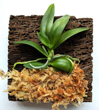 Load image into Gallery viewer, Haraella Retrocalla, Taiwan Fragrant Orchid (香蘭), Miniature Orchid, Easy to Grow - Orchid Gene