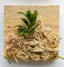 Load image into Gallery viewer, Haraella Retrocalla, Taiwan Fragrant Orchid (香蘭), Miniature Orchid, Easy to Grow - Orchid Gene