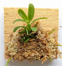 Load image into Gallery viewer, Haraella Retrocalla, Taiwan Fragrant Orchid (香蘭), Miniature Orchid, Easy to Grow - Orchid Gene