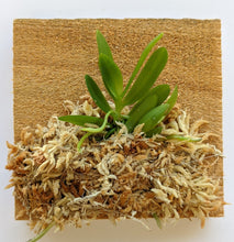 Load image into Gallery viewer, Haraella Retrocalla, Taiwan Fragrant Orchid (香蘭), Miniature Orchid, Easy to Grow - Orchid Gene