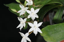 Load image into Gallery viewer, Mounted orchid: Aerangis biloba x sib,  Elegant Orchid with Fragrant White Star-Shaped Blooms - Orchid Gene