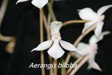 Load image into Gallery viewer, Mounted orchid: Aerangis biloba x sib,  Elegant Orchid with Fragrant White Star-Shaped Blooms - Orchid Gene