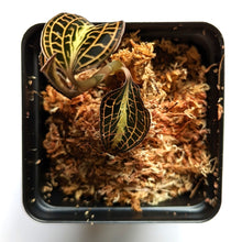 Load image into Gallery viewer, Anoectochilus Roxburghii 'Golden Heart', Jewel Orchid - Orchid Gene