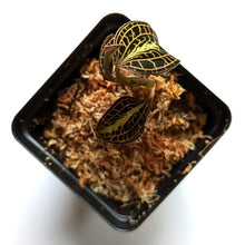 Load image into Gallery viewer, Anoectochilus Roxburghii 'Golden Heart', Jewel Orchid - Orchid Gene