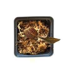 Load image into Gallery viewer, Ludisia Discolor (Black Jewel Orchid), Dark Red Body, Lighting Bolt Pattern - Orchid Gene