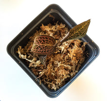 Load image into Gallery viewer, Ludisia Discolor (Black Jewel Orchid), Dark Red Body, Lighting Bolt Pattern - Orchid Gene