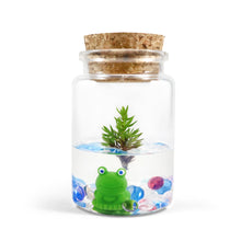 Load image into Gallery viewer, Juniperus Procumbens 'Nana', Natural Forest Smell, Openable Design - Orchid Gene