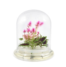 Load image into Gallery viewer, Live Celosia & Coleus, Assembled Flower Terrarium, Jumbo Size, 1 + 1 > 2 - Orchid Gene
