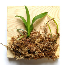 Load image into Gallery viewer, Cattleya Chief Gem, Red Jewel, Red Flower, Wood Mount - Orchid Gene