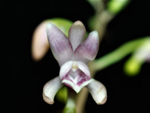 Load image into Gallery viewer, Oeceoclades Monophylla 'African Spotting orchid', Beautiful Leave Pattern, Potted - Orchid Gene