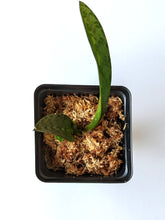 Load image into Gallery viewer, Oeceoclades Monophylla 'African Spotting orchid', Beautiful Leave Pattern, Potted - Orchid Gene