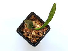 Load image into Gallery viewer, Oeceoclades Monophylla 'African Spotting orchid', Beautiful Leave Pattern, Potted - Orchid Gene
