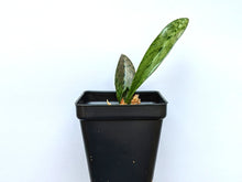 Load image into Gallery viewer, Oeceoclades Monophylla 'African Spotting orchid', Beautiful Leave Pattern, Potted - Orchid Gene