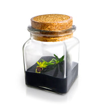 Load image into Gallery viewer, Live Miniature Orchid Terrarium, Haraella Retrocalla, Rear Facing Lip Spur Haraella, Black Gel - Orchid Gene