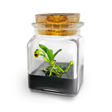 Load image into Gallery viewer, Live Miniature Orchid Terrarium, Haraella Retrocalla, Rear Facing Lip Spur Haraella, Black Gel - Orchid Gene