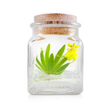 Load image into Gallery viewer, Live Miniature Orchid Terrarium, Psygmorchis Pusilla, Signature Product - Orchid Gene