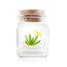 Load image into Gallery viewer, Live Miniature Orchid Terrarium, Psygmorchis Pusilla, Signature Product - Orchid Gene